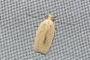 Agonopterix pallorella